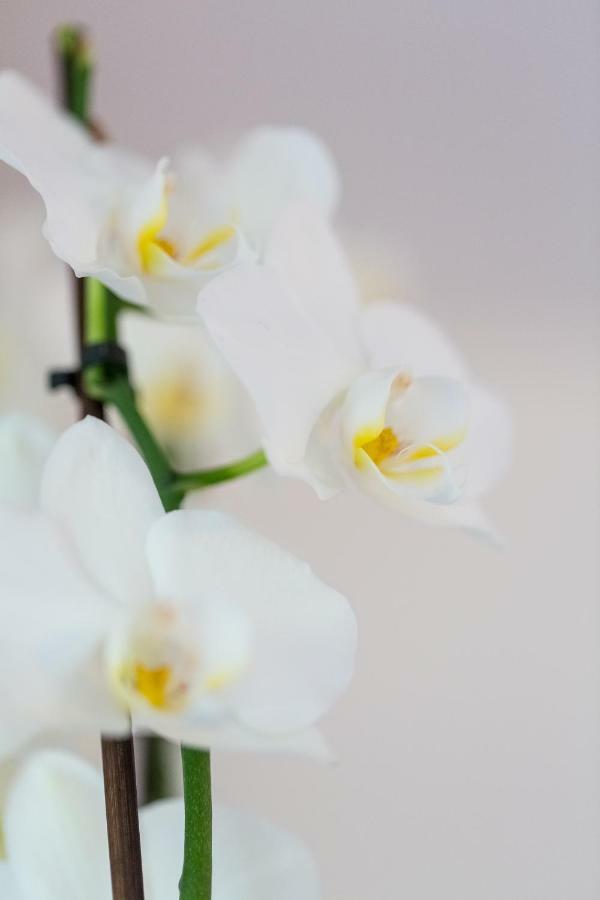 Apartment Natur ブレッド エクステリア 写真